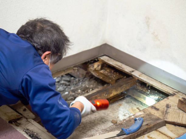 Best Local Mold Removal Service  in Waterloo, WI