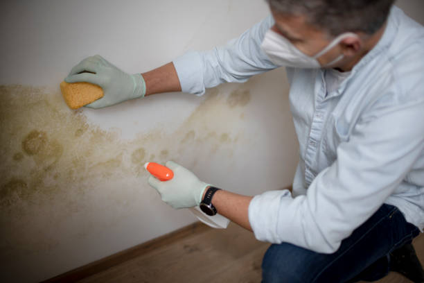 Best Mold Testing  in Waterloo, WI