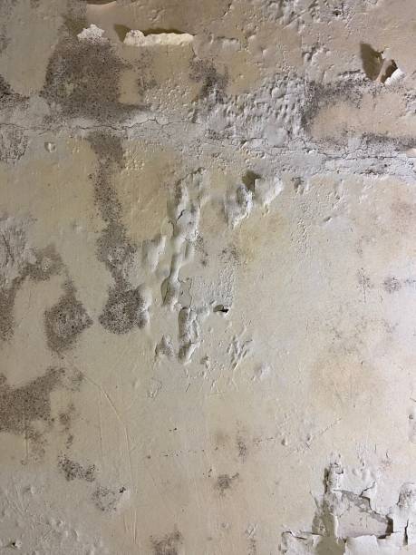 Best Professional Mold Removal  in Waterloo, WI