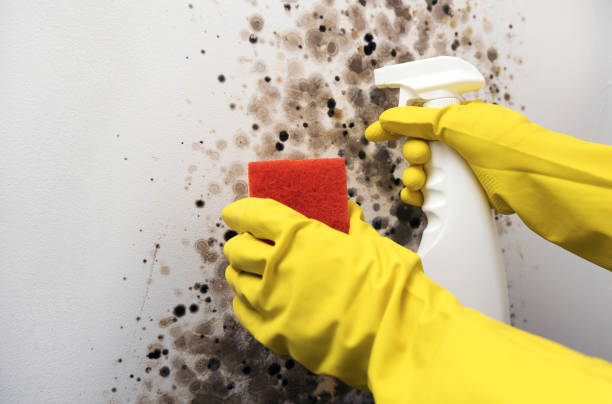 Crawl Space Mold Removal in Waterloo, WI