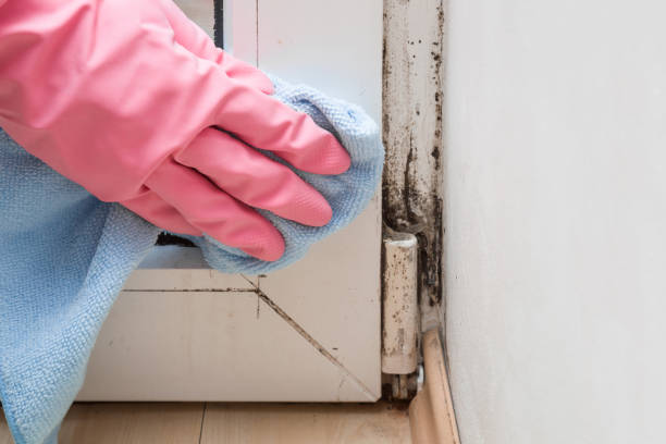 Best Mold Remediation  in Waterloo, WI